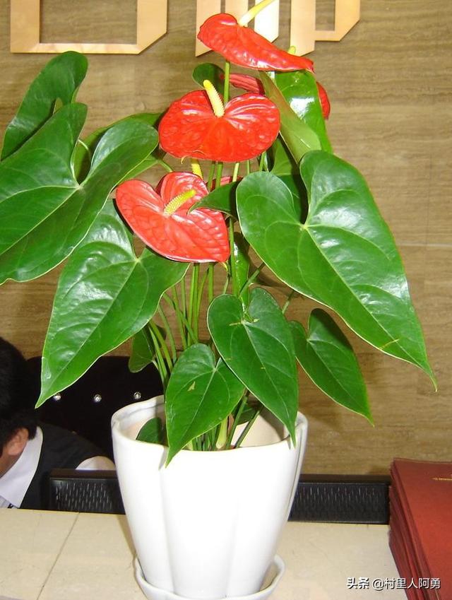 室内植被红掌该怎样繁育？