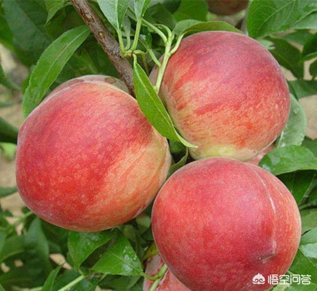 桃树种什么种类最佳？