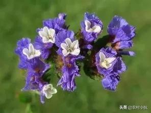 天井常用花草，勿无私与深波叶补血草怎样辨别？