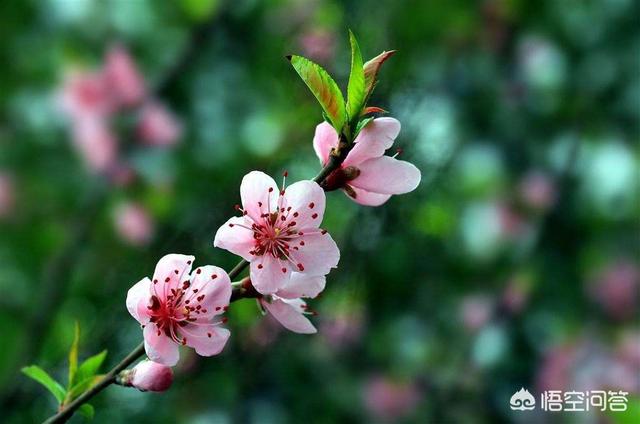 最能代办春天的绿植花草是哪几种？