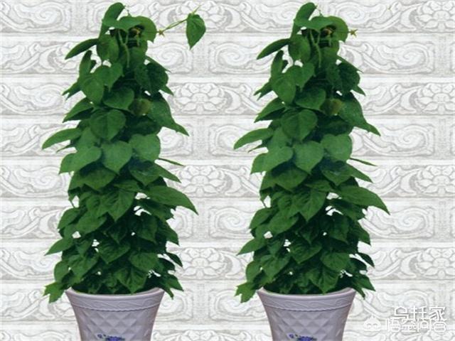 罕见的室内盆栽木本植被有哪些？