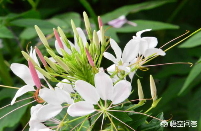 醉蝶花保护须要提防什么题目？