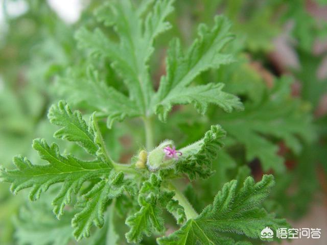 最佳的家养驱蚊植被花是什么？