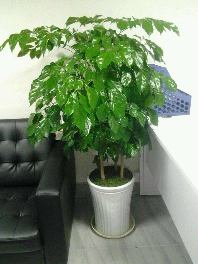 室内不妨养哪些巨型的盆栽绿植？