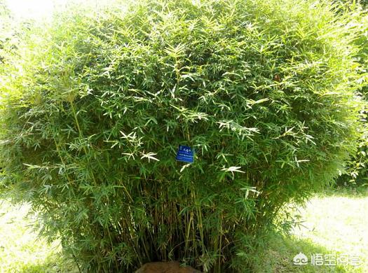 天井竹子种什么竹符合？
