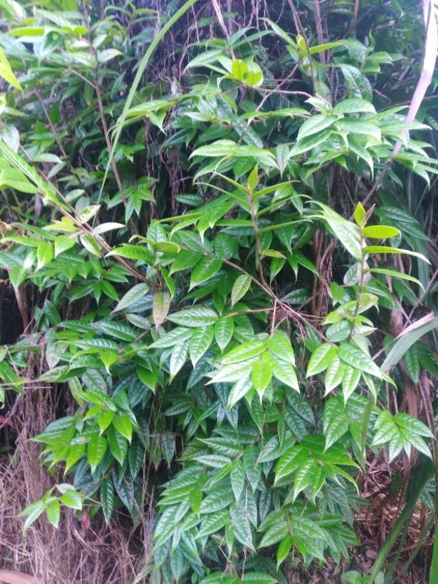 有人说山茶花的品种很多，到底有多少品种？栽培养护方法一样吗？