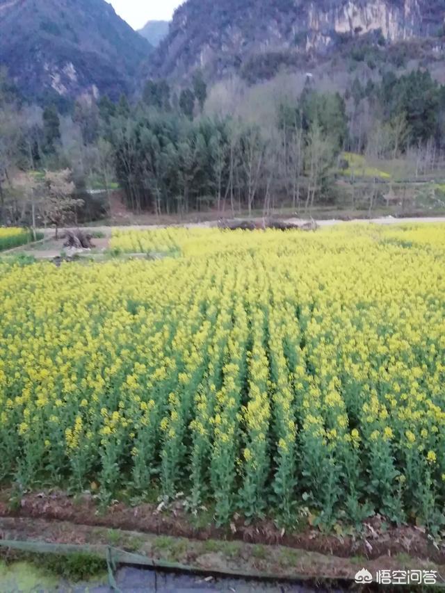 在乡村怎样培植黄花？