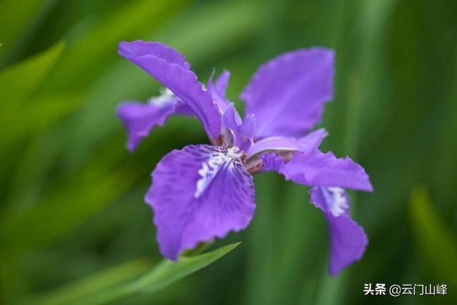 动作一个拍照喜好者，你拍过哪些紫色的花草？不妨讲讲心得吗？