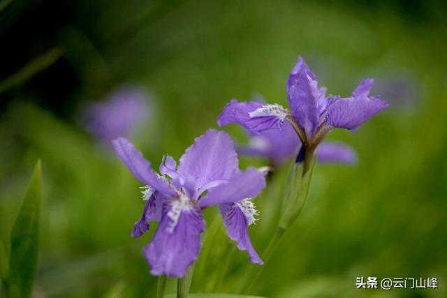 动作一个拍照喜好者，你拍过哪些紫色的花草？不妨讲讲心得吗？