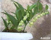 家里盆栽竹子哪个种类好？该提防什么？