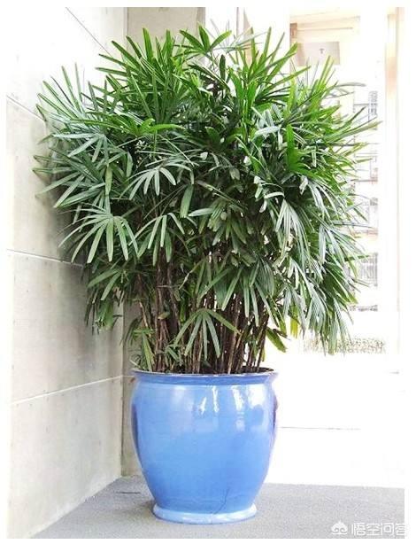 家里盆栽竹子哪个种类好？该提防什么？