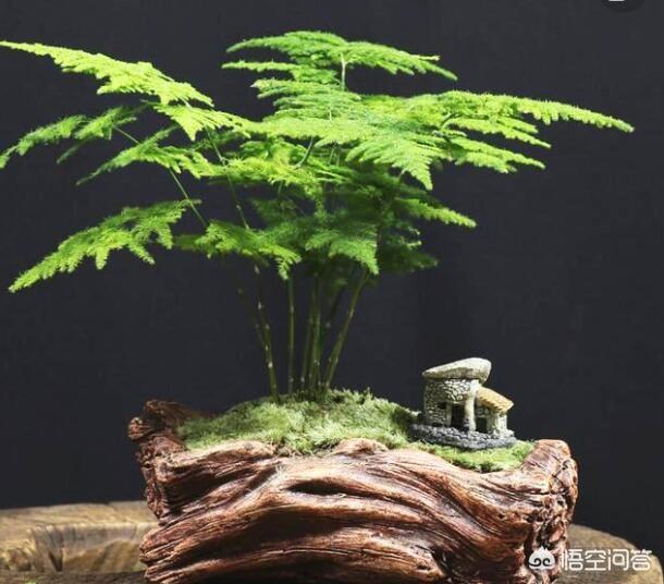 养了很久的文竹，从来不长新的枝条，还能养成盆景吗？