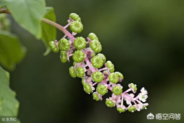 图片中的植被叫什么名字？