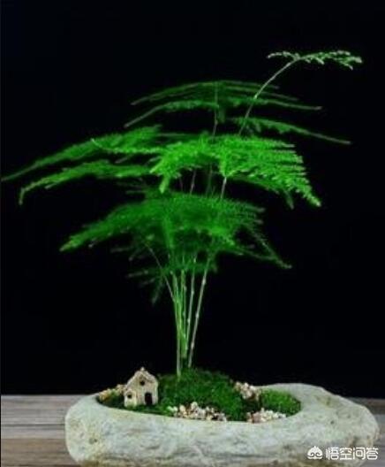 养了很久的文竹，从来不长新的枝条，还能养成盆景吗？