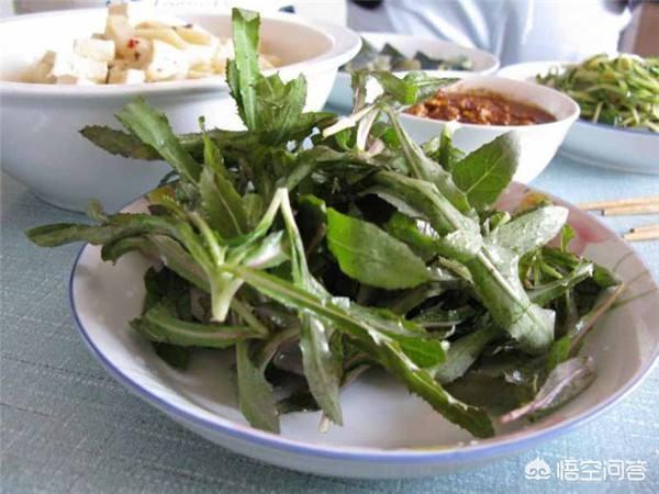 什么叫曲麻菜，跟苦麻菜有什么辨别？