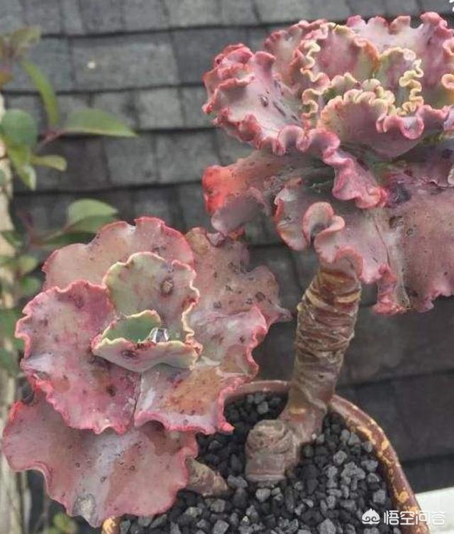 花笠女王多肉老桩用什么盆好？