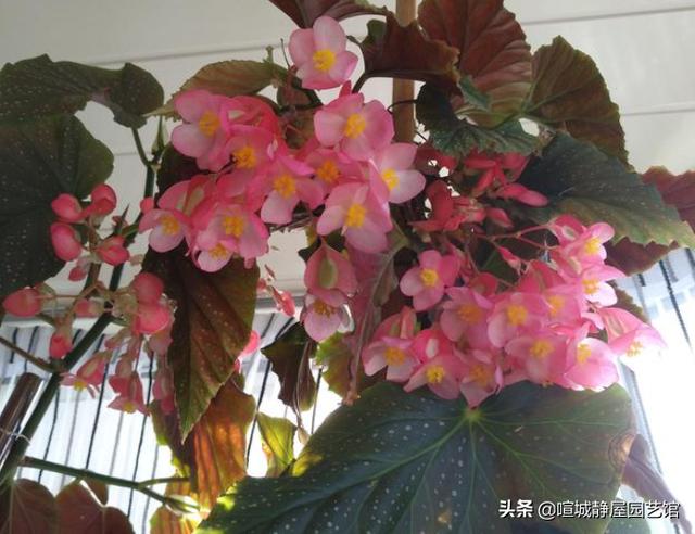 竹节榴莲果花该如何养？