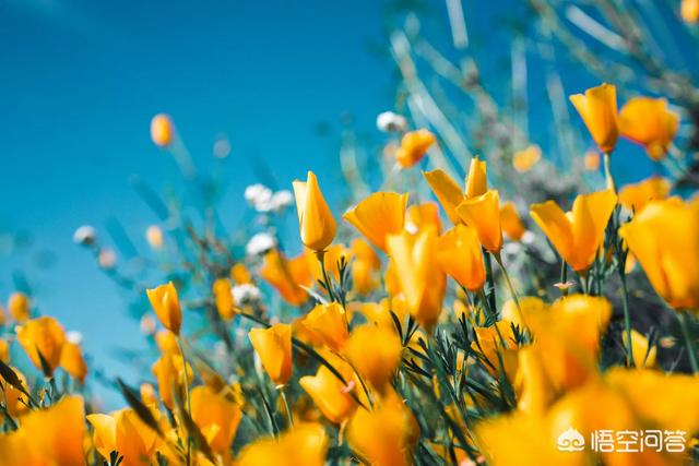 赶快春天了，拍照有哪些拍摄花卉的本领，不妨带图瓜分一下吗？