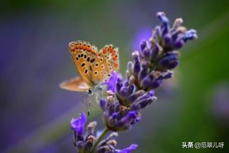 薰衣草的花语是什么_薰衣草花语大全？