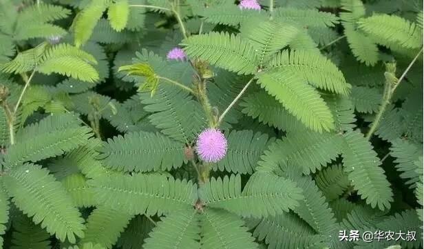害羞草科植被与云实科植被有什么辨别？