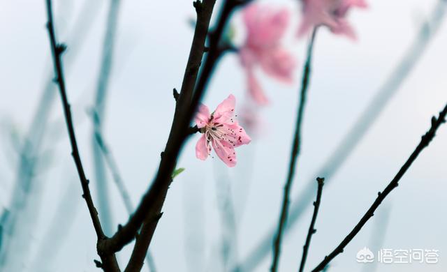 春季最有代办性的花是哪种，该当还好吗拍摄才场面？