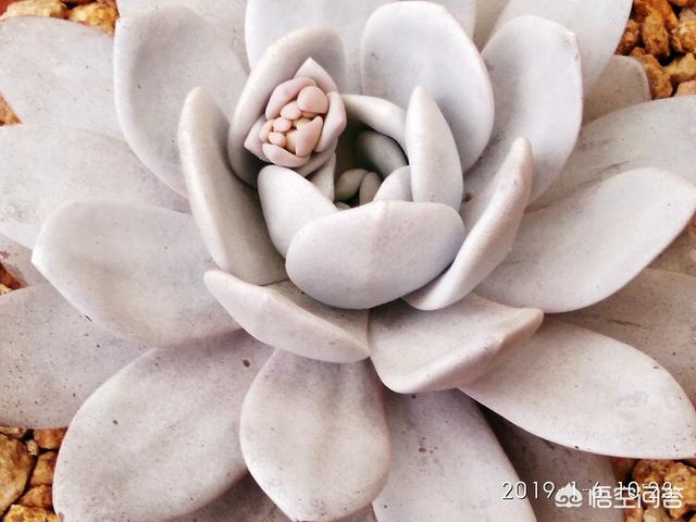 多肉植被白雪莲还好吗形成粉雪莲？