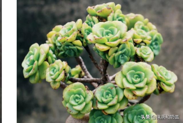 Sooe也可以散发出气味，那么你有香味吗？