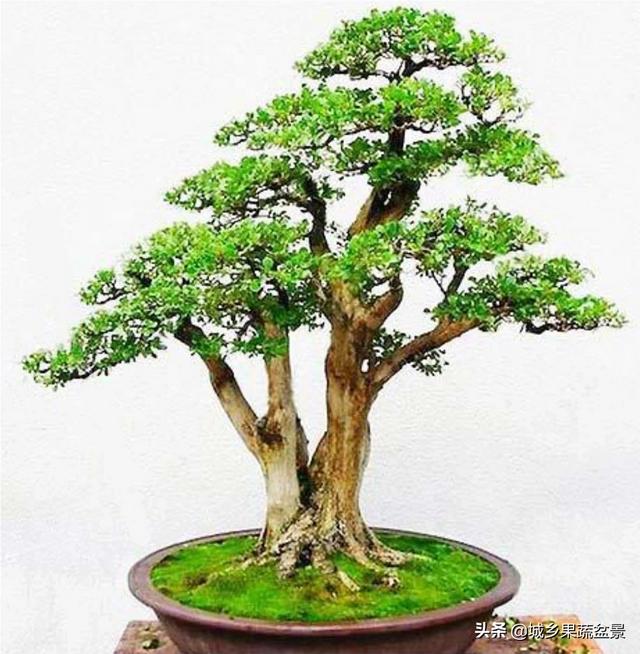 曾被喻为“木中正人”的黄小叶杨盆景，你领会它吗？