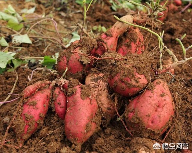 地瓜和红薯有什么辨别？