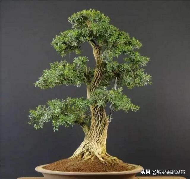 曾被喻为“木中正人”的黄小叶杨盆景，你领会它吗？