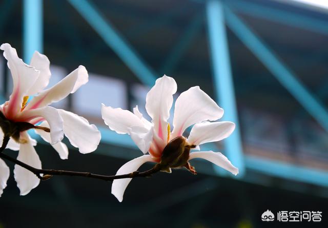 春季最有代办性的花是哪种，该当还好吗拍摄才场面？