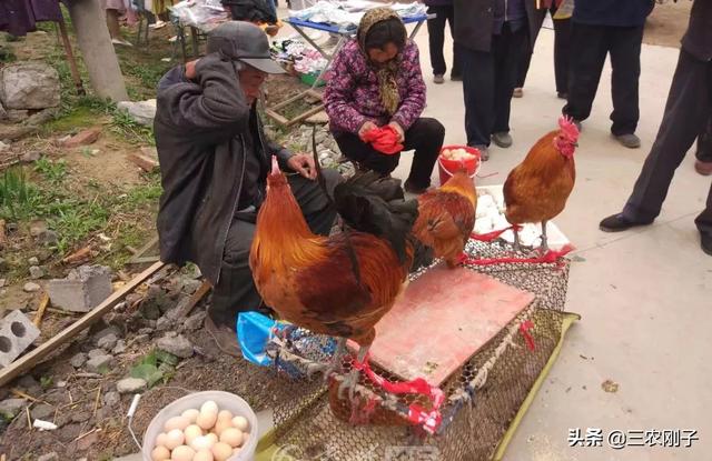 乡村市集上花大价格买的两只土鸡，截止回去的功夫创造被骗了，我该如何办？