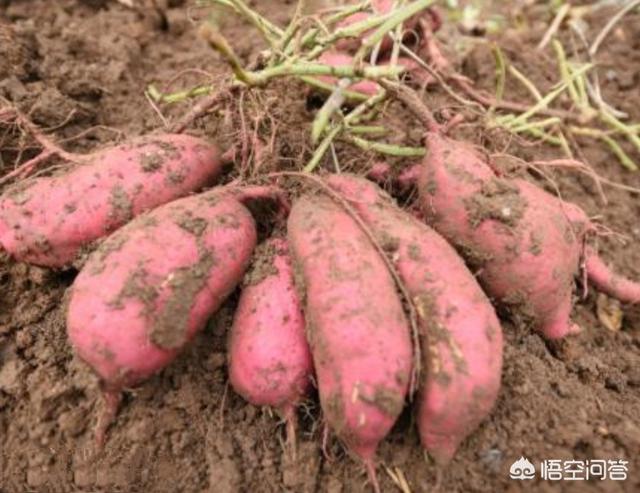 地瓜和红薯有什么辨别？