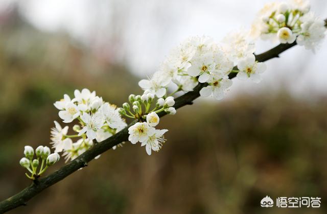 春季最有代办性的花是哪种，该当还好吗拍摄才场面？