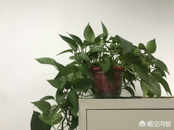 什么植被不妨防辐射呢？