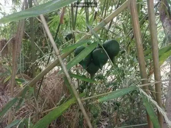 乡村人说“蜂子搬场，竹子着花；不是牺牲，即是败家”有原因吗？