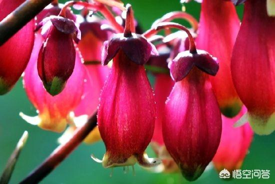 动作年宵花之一的长命花，有形形色色的花样，最符合年节氛围的种类你引荐哪种？