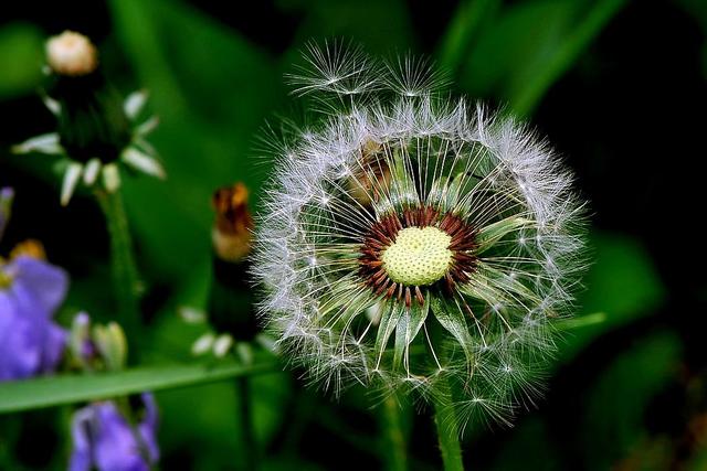 蒲公英根、叶、花，哪个部位最有养分？