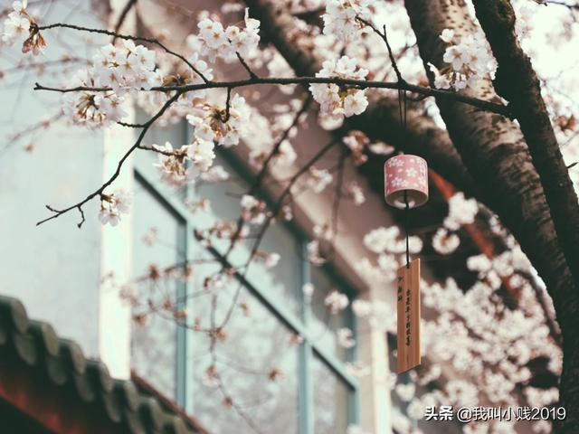 你拍过哪些最美樱花照？
