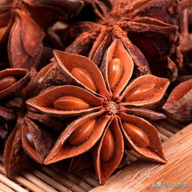 八角茴香的内地在哪里？种植时如何托儿所？
