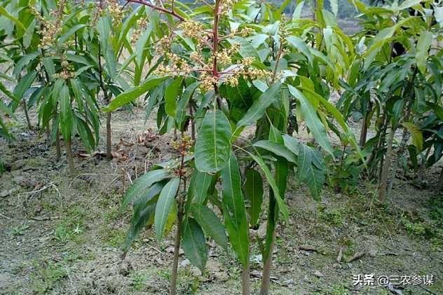 八角茴香的内地在哪里？种植时如何托儿所？