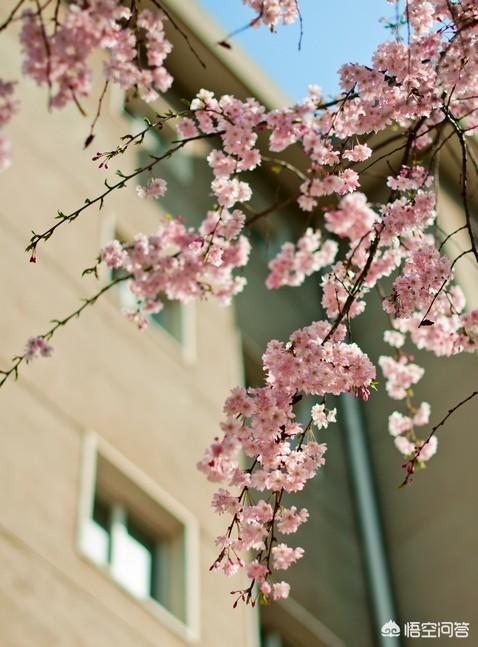和樱花关系的场景，给你留住深沉回忆的有哪些？