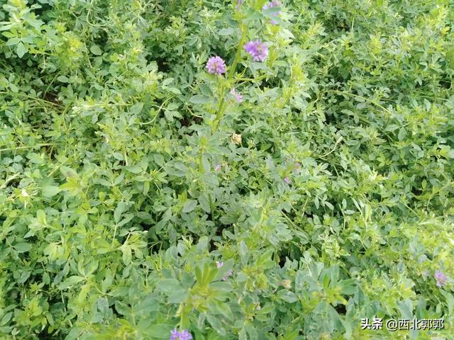 此刻培植紫紫花苜蓿远景可观吗？每亩地盘能爆发几何纯成本？