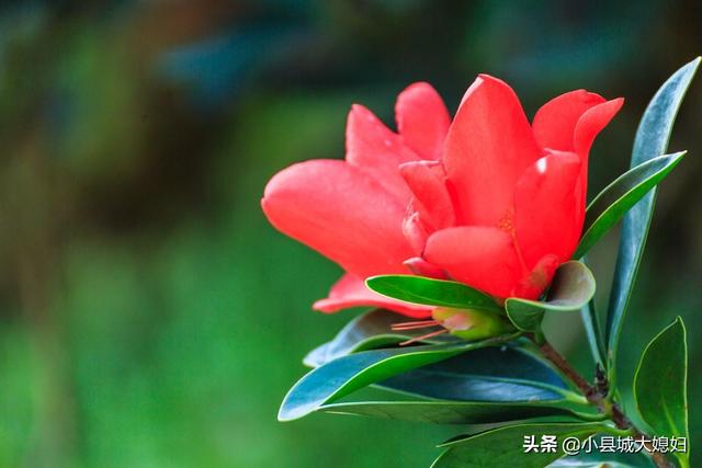 映山红红茶花有毒吗能在教养吗？