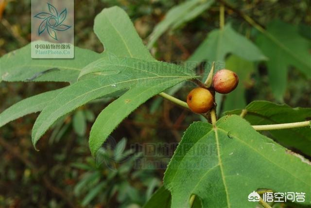 三指毛桃和五指毛桃是同一培植物吗，发觉植株表面都差不离？