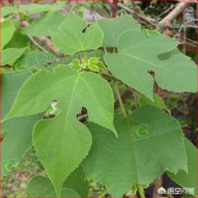 三指毛桃和五指毛桃是同一培植物吗，发觉植株表面都差不离？