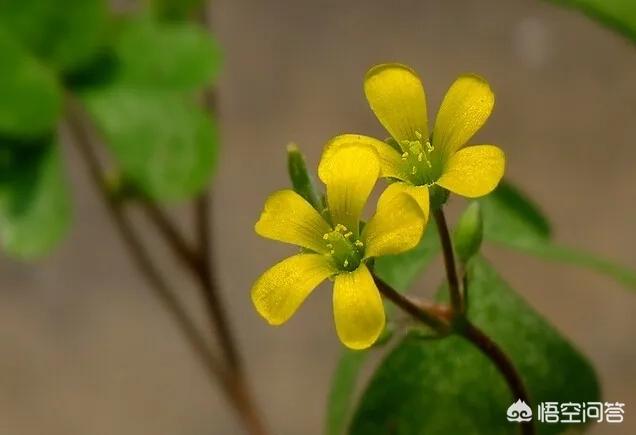 着花的三叶草拍照师咋拍？