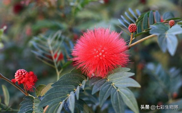 朱英华的花果花怎么吃？