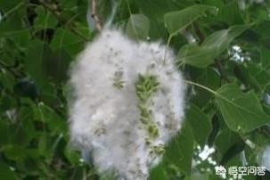 结“棉花”的树是啥树？