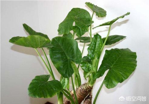 怎样在接待室养绿植？